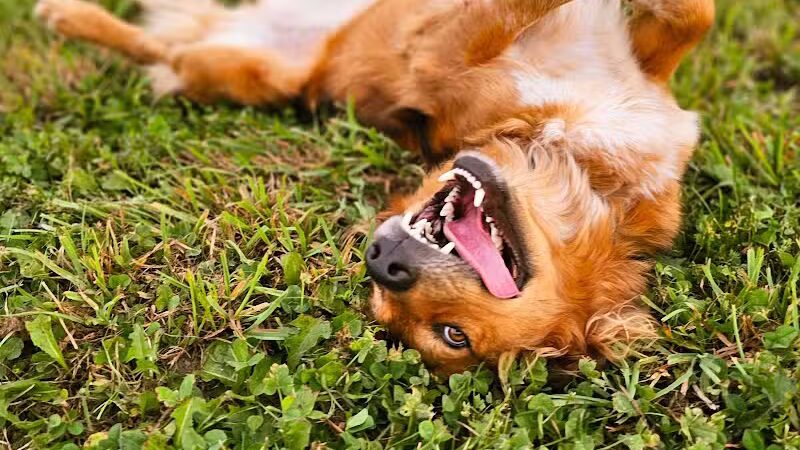 Devine Dog Park - Deerfield, WI