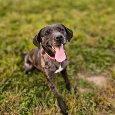 Devine Dog Park - Deerfield, WI