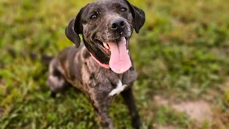Devine Dog Park - Deerfield, WI