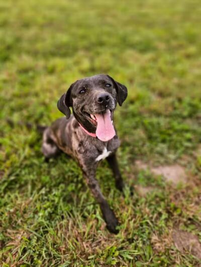 Devine Dog Park - Deerfield, WI