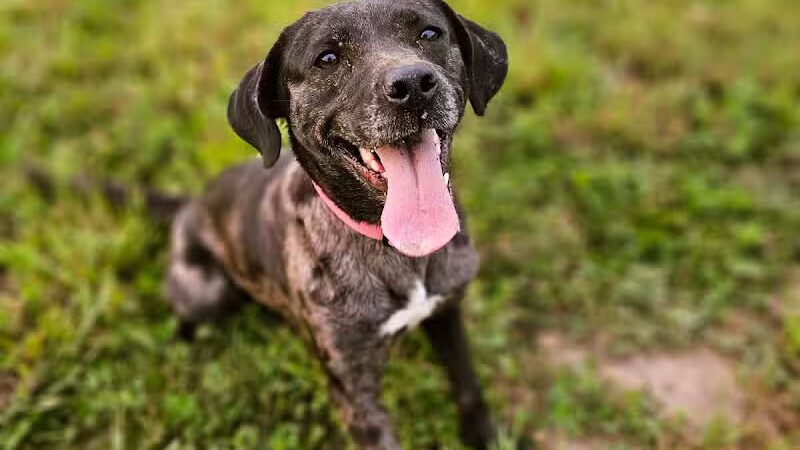 Devine Dog Park - Deerfield, WI