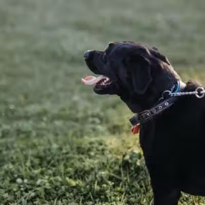 Devine Dog Park - Deerfield, WI