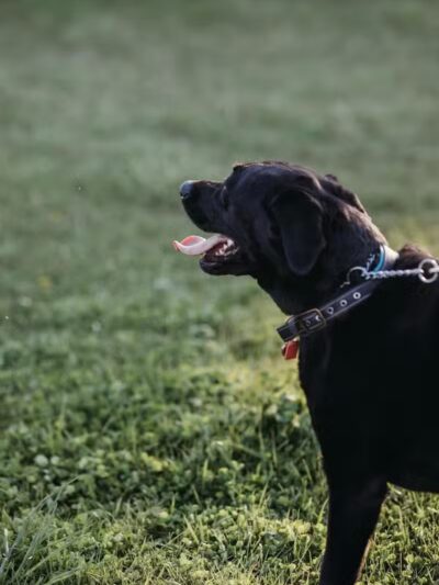 Devine Dog Park - Deerfield, WI