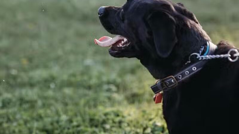 Devine Dog Park - Deerfield, WI