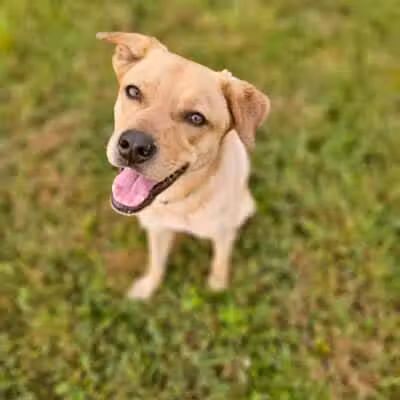 Devine Dog Park - Deerfield, WI