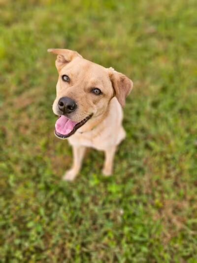 Devine Dog Park - Deerfield, WI