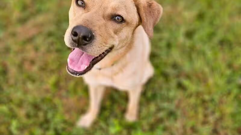 Devine Dog Park - Deerfield, WI