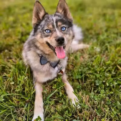 Devine Dog Park - Deerfield, WI