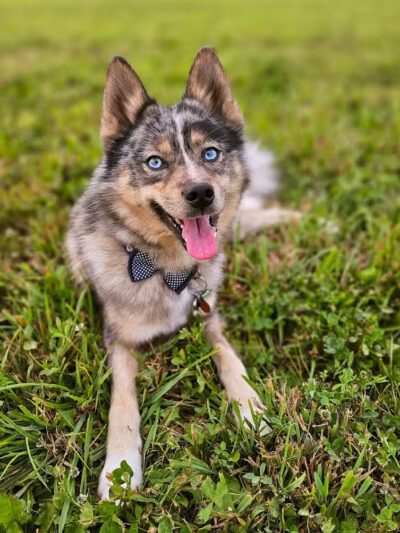 Devine Dog Park - Deerfield, WI