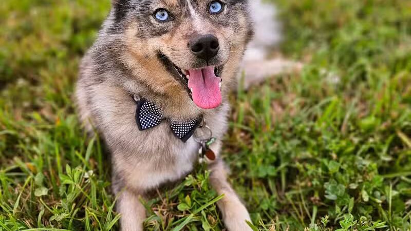 Devine Dog Park - Deerfield, WI