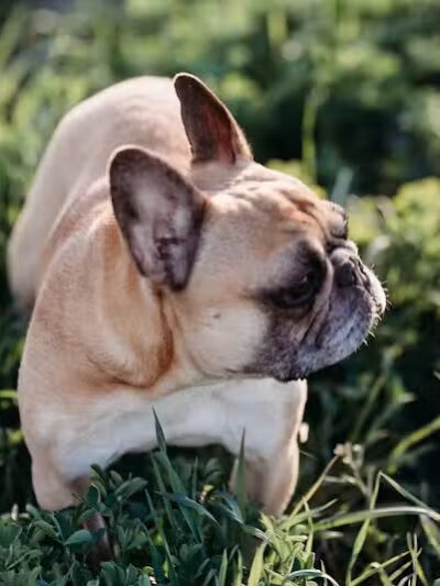 Devine Dog Park - Deerfield, WI