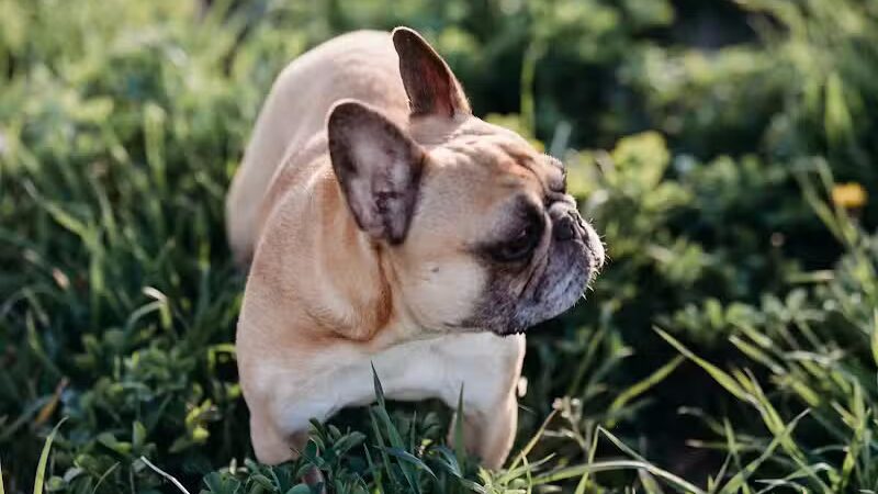 Devine Dog Park - Deerfield, WI