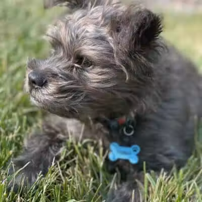 Devine Dog Park - Deerfield, WI