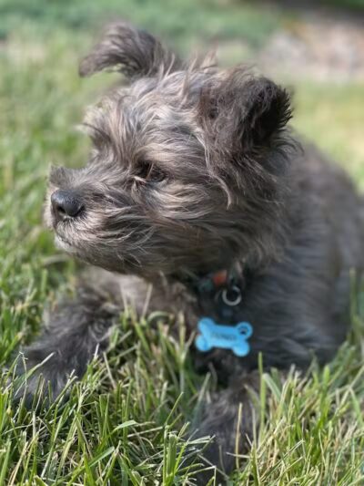 Devine Dog Park - Deerfield, WI