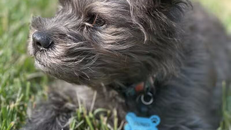 Devine Dog Park - Deerfield, WI