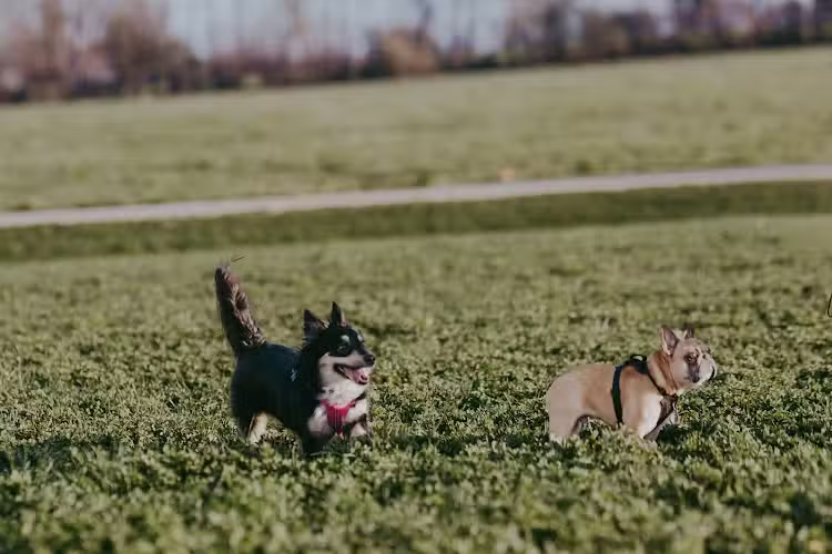 Devine Dog Park - Deerfield, WI