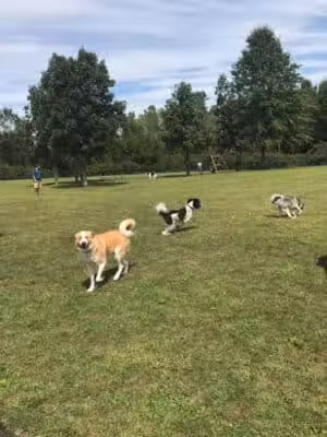 Defiance Bark And Run (Membership Required) - Defiance, OH