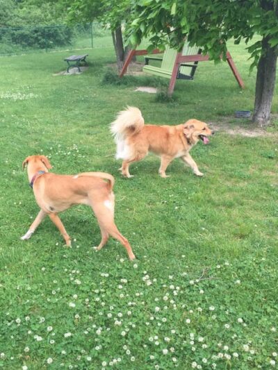 Defiance Bark And Run (Membership Required) - Defiance, OH