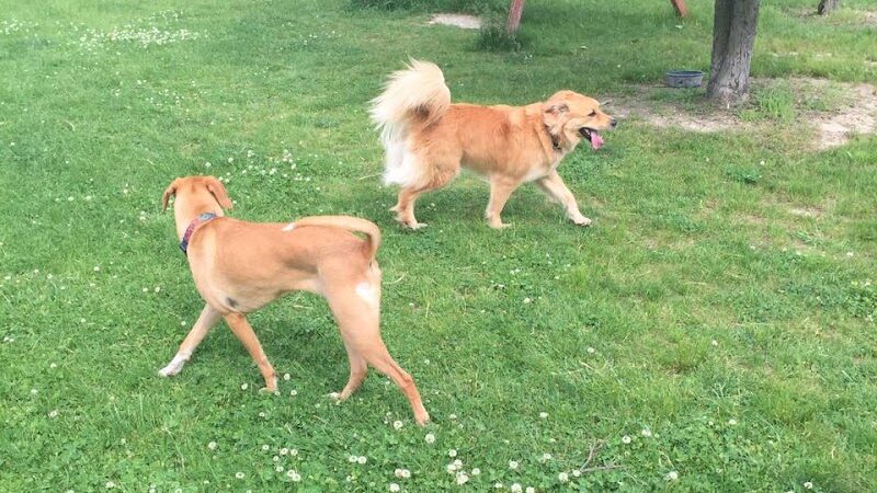 Defiance Bark And Run (Membership Required) - Defiance, OH