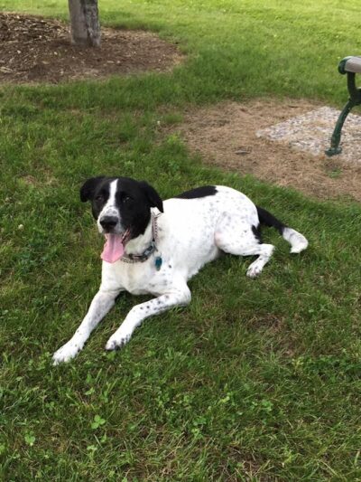 Defiance Bark And Run (Membership Required) - Defiance, OH