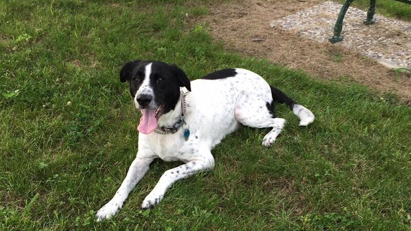 Defiance Bark And Run (Membership Required) - Defiance, OH