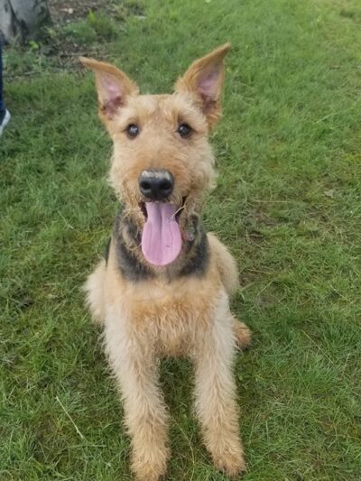 Defiance Bark And Run (Membership Required) - Defiance, OH