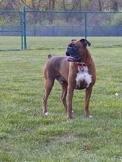 Defiance Bark And Run (Membership Required) - Defiance, OH