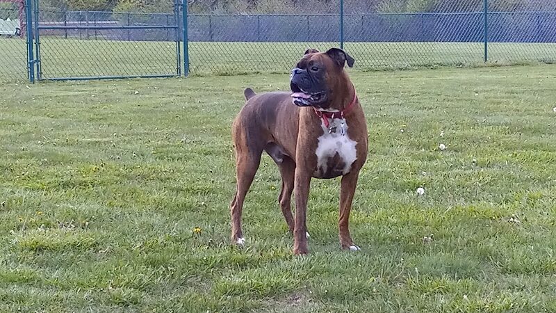 Defiance Bark And Run (Membership Required) - Defiance, OH