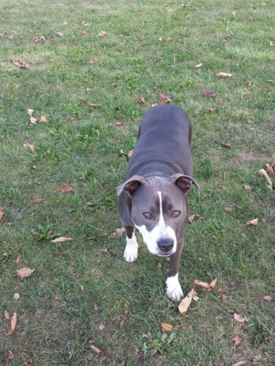 Defiance Bark And Run (Membership Required) - Defiance, OH