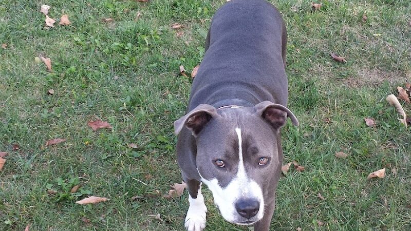 Defiance Bark And Run (Membership Required) - Defiance, OH