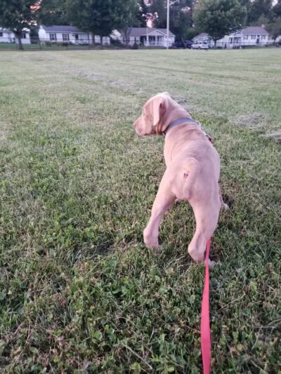 Bennett Park - Delaware, OH