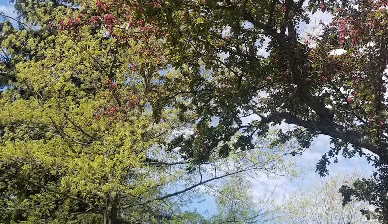 Bicentennial Park - Delaware, OH