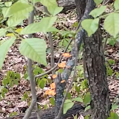 Boulder Park - Delaware, OH