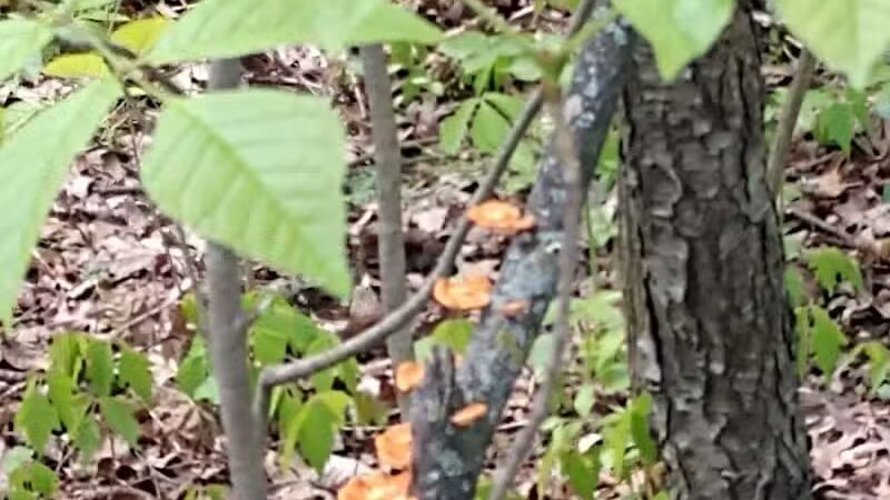 Boulder Park - Delaware, OH