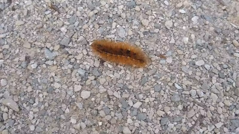 Boulder Park - Delaware, OH