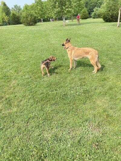 Delaware City Dog Park - Delaware, OH