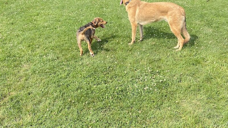 Delaware City Dog Park - Delaware, OH