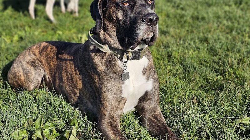 Delaware City Dog Park - Delaware, OH