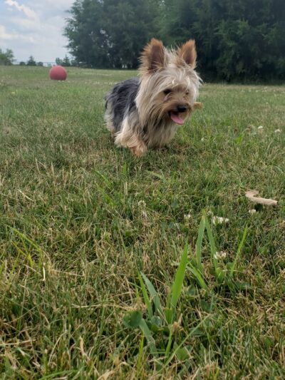 Delaware City Dog Park - Delaware, OH