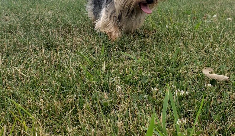 Delaware City Dog Park - Delaware, OH