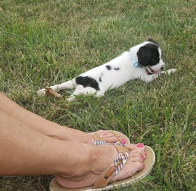 Delaware City Dog Park - Delaware, OH