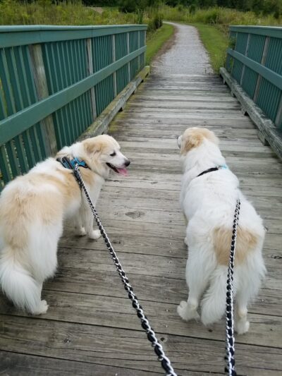 Delaware City Dog Park - Delaware, OH