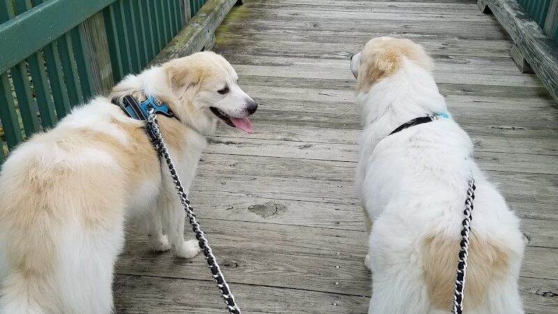 Delaware City Dog Park - Delaware, OH