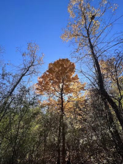 Havener Park - Delaware, OH