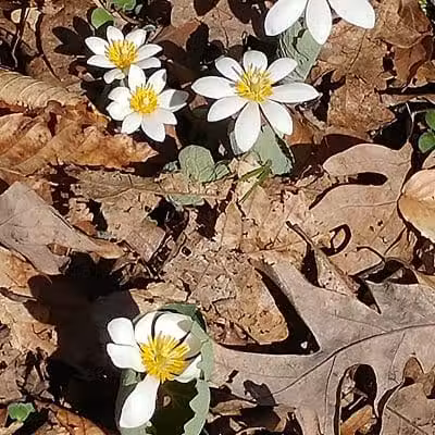 Havener Park - Delaware, OH