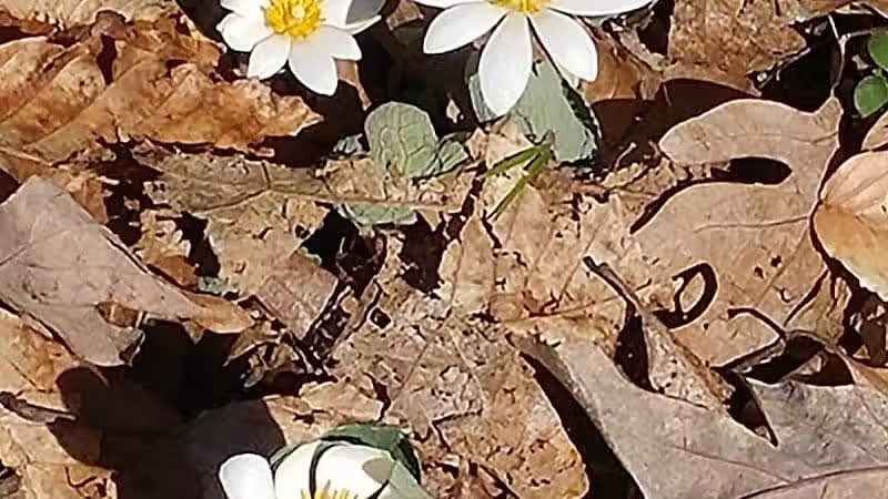 Havener Park - Delaware, OH