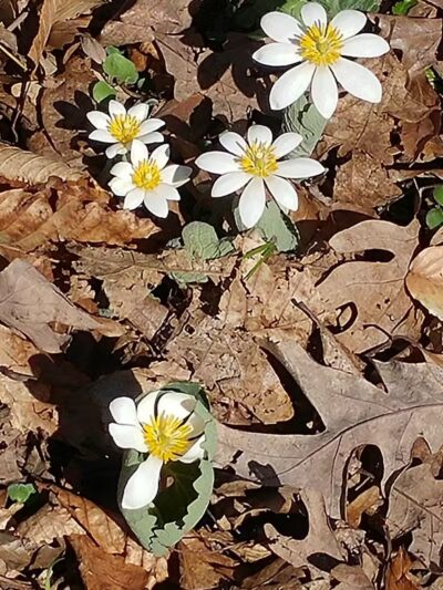 Havener Park - Delaware, OH