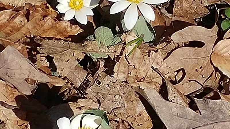 Havener Park - Delaware, OH