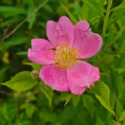 Havener Park - Delaware, OH
