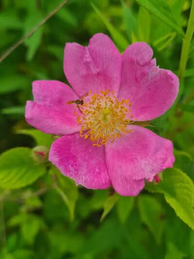 Havener Park - Delaware, OH